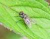 Limnophora tigrina
